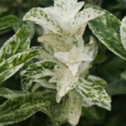 Euonymus japonicus 'Pierrolino'