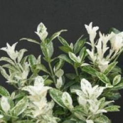 Euonymus japonicus 'Pierrolino'