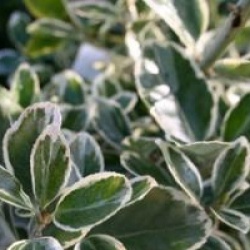Euonymus japonicus 'President Gauthier'