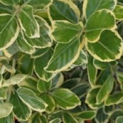 Euonymus japonicus 'President Gauthier'