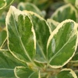 Euonymus japonicus 'President Gauthier' - Fusain du Japon panach�