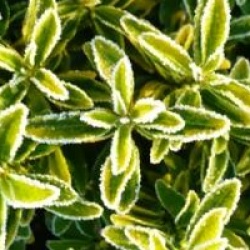 Euonymus japonicus 'Microphyllus Aureovariegatus'