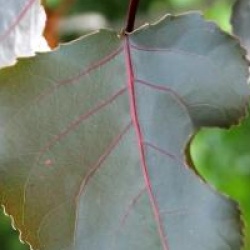 Populus deltoides 'Purple Tower'