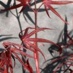 Acer palmatum 'Bloodgood'