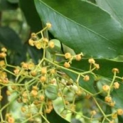Euonymus myrianthus - Fusain myranthus