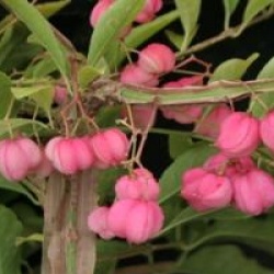 Euonymus phellomanus