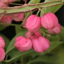 Euonymus phellomanus