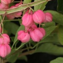 Euonymus phellomanus