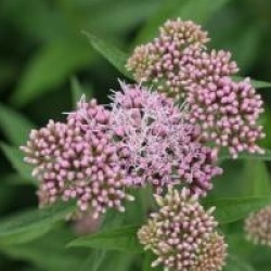 Eupatorium cannabinum - Eupatorium cannabinum