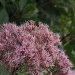 Eupatorium cannabinum