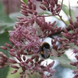 Eupatorium cannabinum
