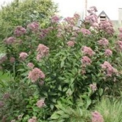 Eupatorium cannabinum