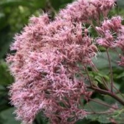 Eupatorium cannabinum
