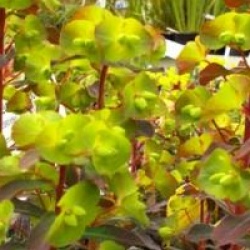 Euphorbia amygdaloides 'Purpurea' - Euphorbe � feuillage pourpre