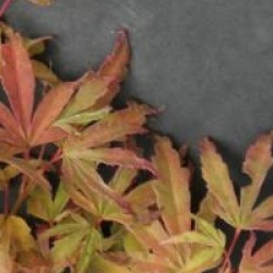 Acer palmatum 'Butterfly'