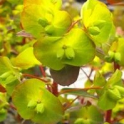 Euphorbia amygdaloides 'Purpurea'