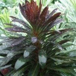 Euphorbia Blackbird  - Euphorbe Blackbird