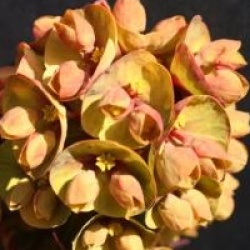 Euphorbia Blackbird 