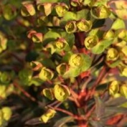 Euphorbia Blackbird 