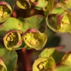 Euphorbia Blackbird 