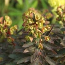 Euphorbia Blackbird 