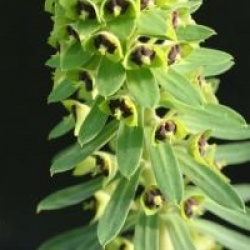 Euphorbia characias 'Black Pearl' - Euphorbe Black Pearl