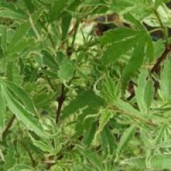 Acer palmatum 'Butterfly'