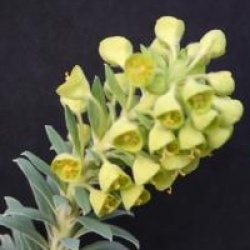 Euphorbia characias ssp.wulfenii