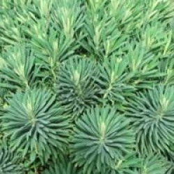 Euphorbia characias 'Blue Wonder'