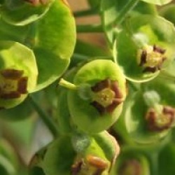 Euphorbia characias 'Blue Wonder'