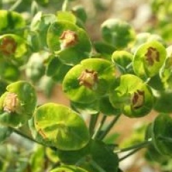 Euphorbia characias 'Blue Wonder'