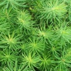 Euphorbia cyparissias