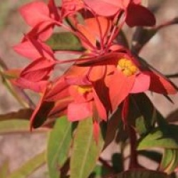 Euphorbia griffithii 'Fire Glow' - Euphorbe Fire Glow