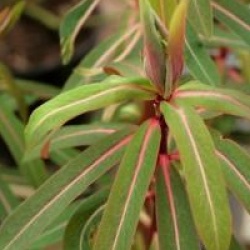 Euphorbia griffithii 'Fire Glow'