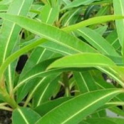 Euphorbe mellif�re