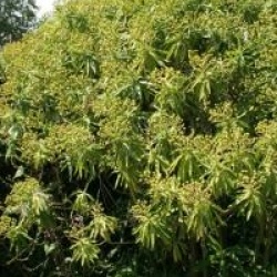Euphorbia mellifera