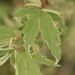 Acer palmatum 'Butterfly'