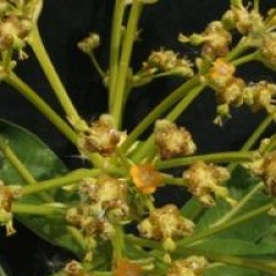 Euphorbia mellifera