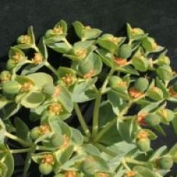 Euphorbia myrsinite