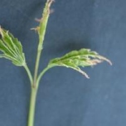 Acer palmatum 'Butterfly'