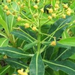 Euphorbia mellifera 'Mahana'