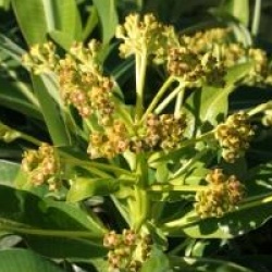 Euphorbia mellifera 'Mahana'