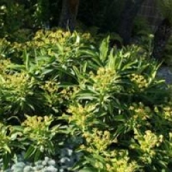 Euphorbia mellifera 'Mahana'