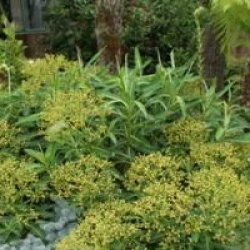 Euphorbia mellifera 'Mahana'