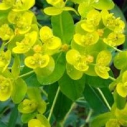 Euphorbia palustris - Euphorbe palustre