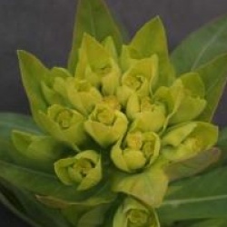 Euphorbia palustris