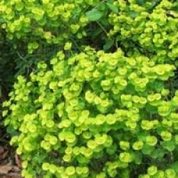 Euphorbia Redwing