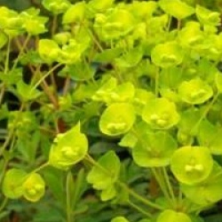 Euphorbia Redwing
