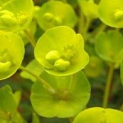 Euphorbia Redwing