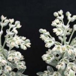 Euphorbe panach� Silver Swan